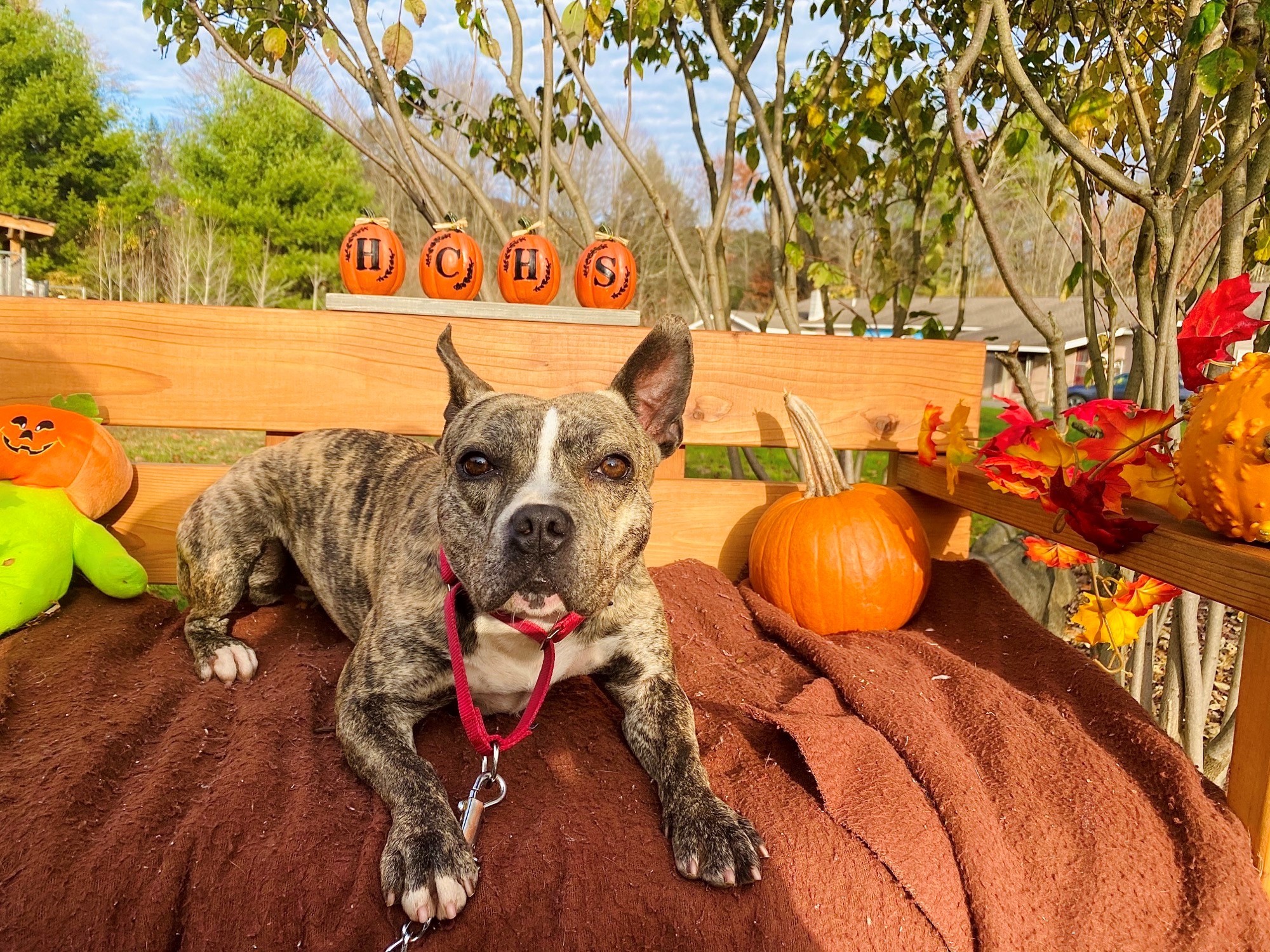 Layla, an adoptable French Bulldog, Terrier in Delhi, NY, 13753 | Photo Image 12