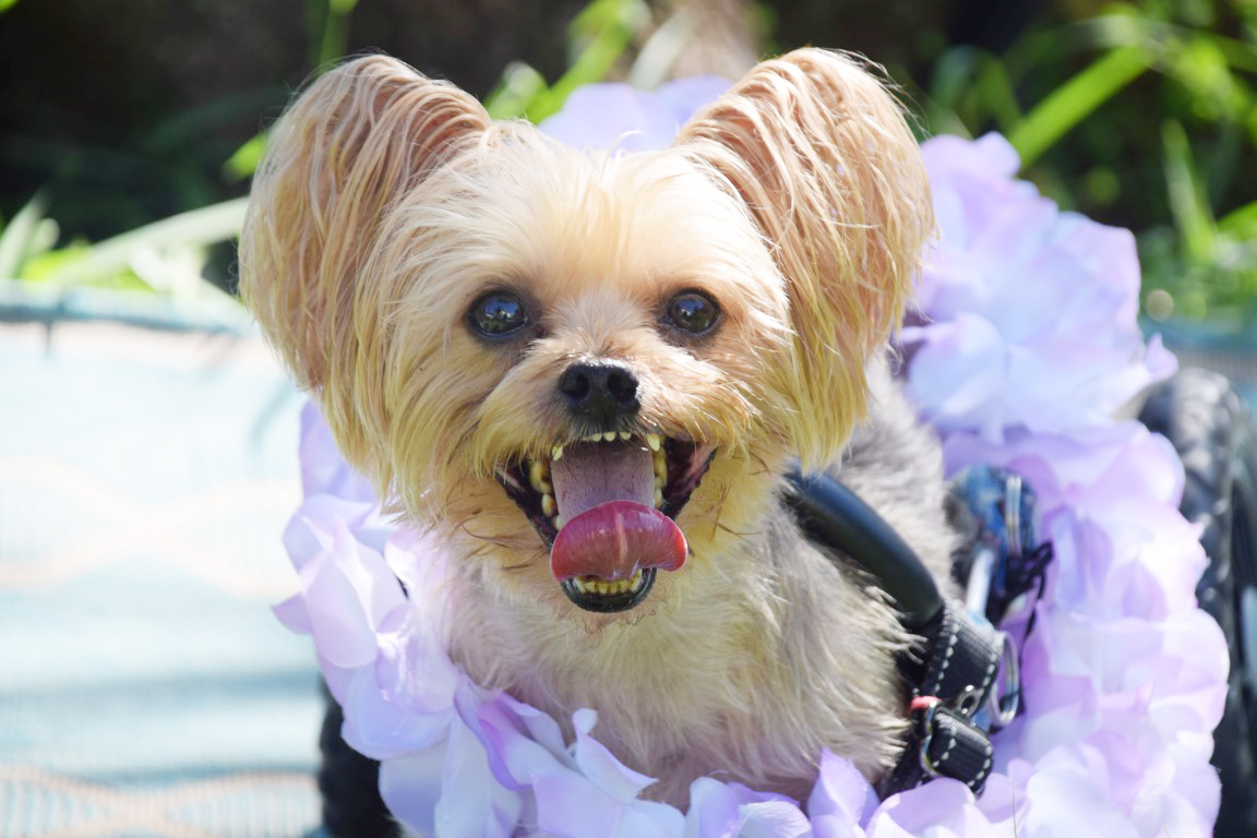 Harrison, an adoptable Yorkshire Terrier in Hollywood, FL, 33021 | Photo Image 2