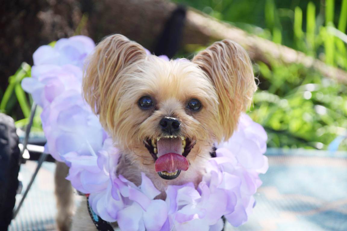 Harrison, an adoptable Yorkshire Terrier in Hollywood, FL, 33021 | Photo Image 4
