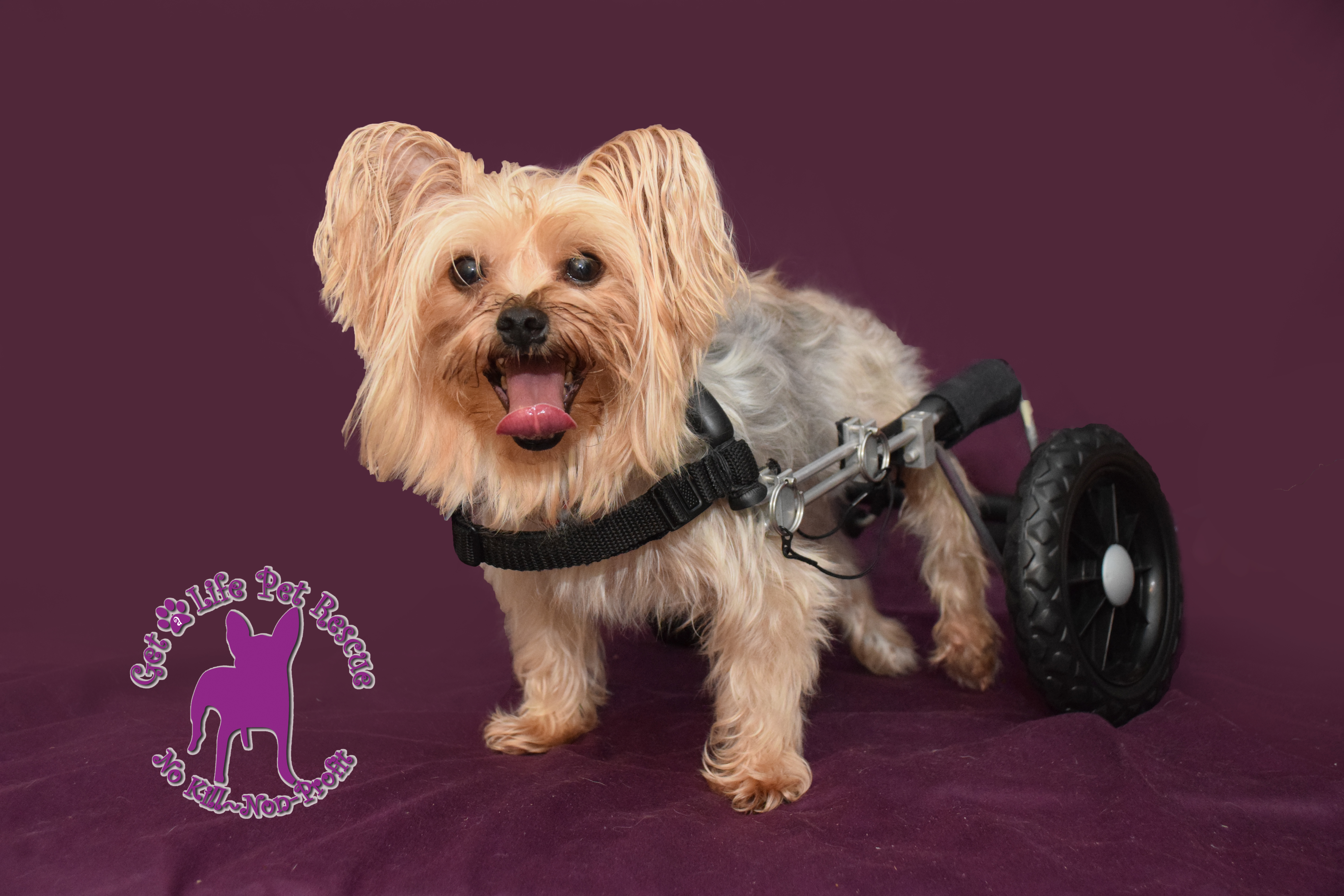 Harrison, an adoptable Yorkshire Terrier in Hollywood, FL, 33021 | Photo Image 5