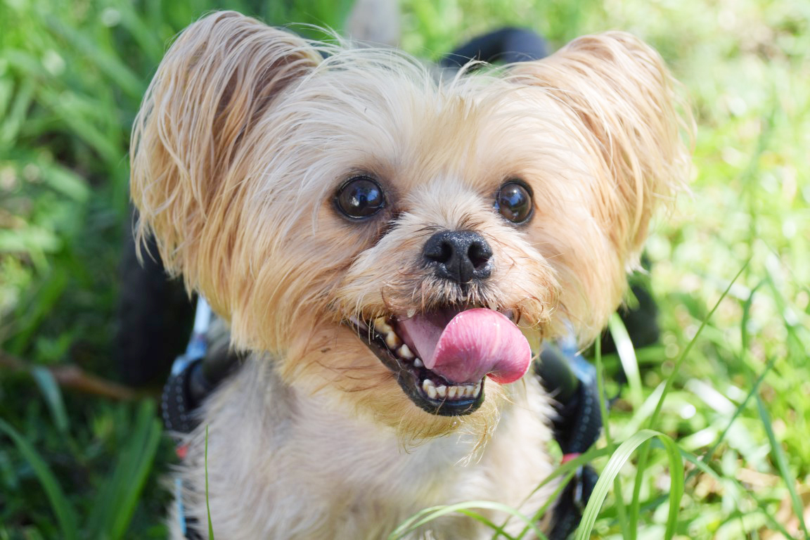 Harrison, an adoptable Yorkshire Terrier in Hollywood, FL, 33021 | Photo Image 1