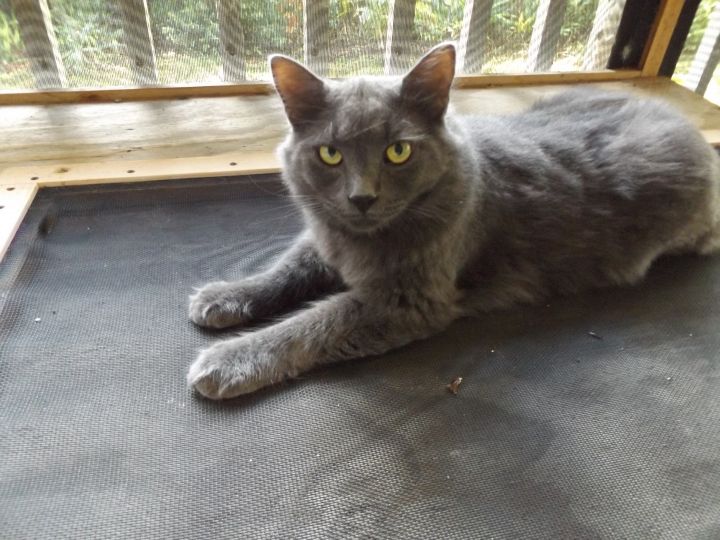 Cat For Adoption Wolfie A Maine Coon Russian Blue Mix In St