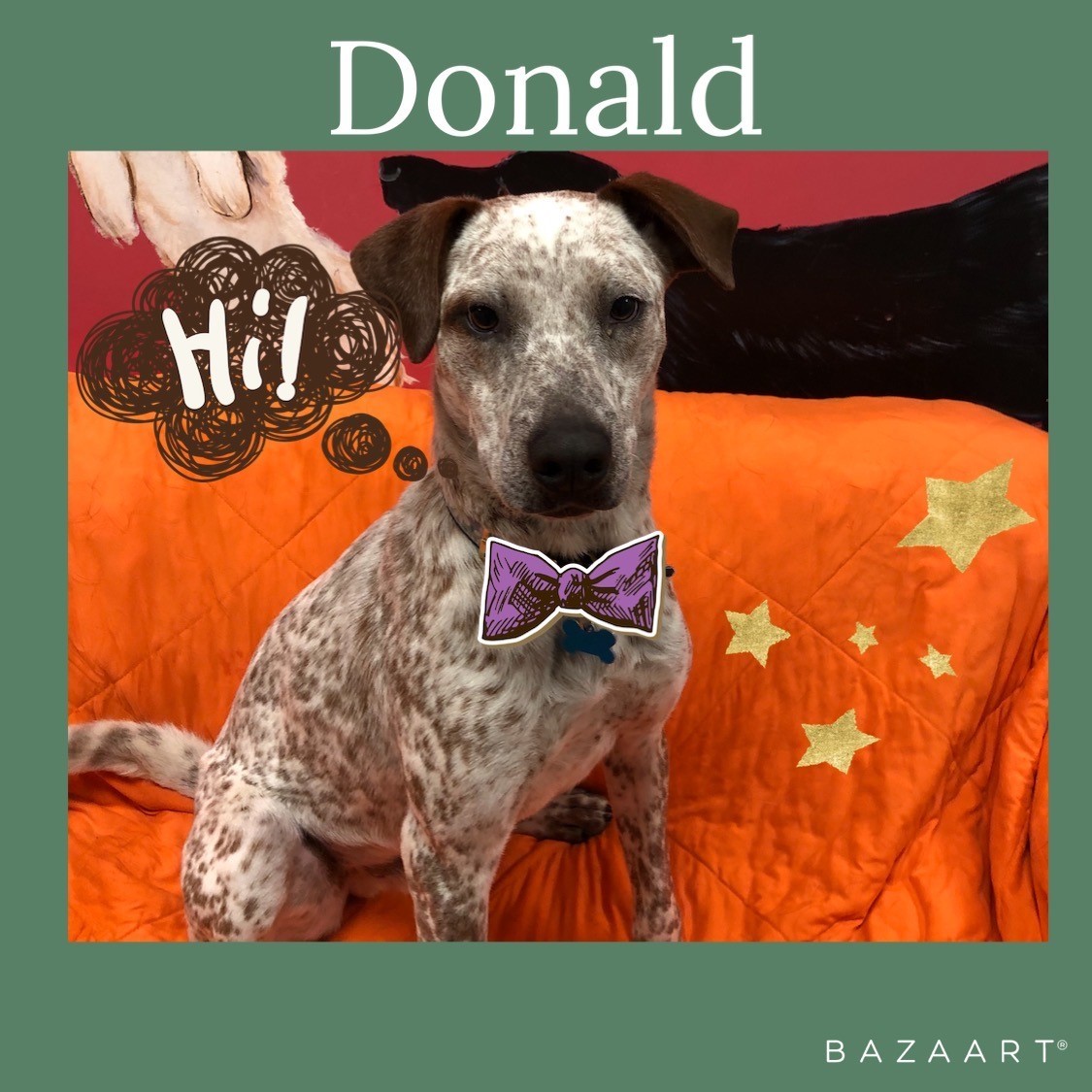 Donald, an adoptable Labrador Retriever, English Setter in Arlington Heights, IL, 60006 | Photo Image 3