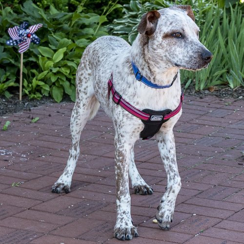 Donald, an adoptable Labrador Retriever, English Setter in Arlington Heights, IL, 60006 | Photo Image 6