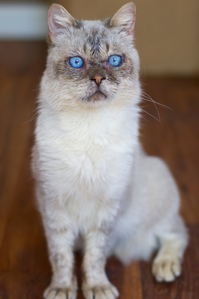 Cat For Adoption Bjorn An Exotic Shorthair Persian Mix In