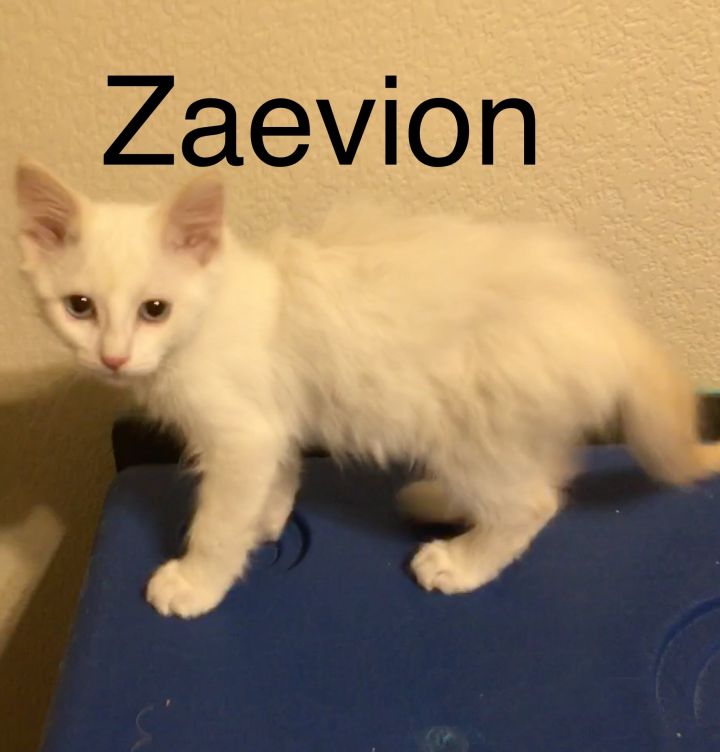 Zaevion 2