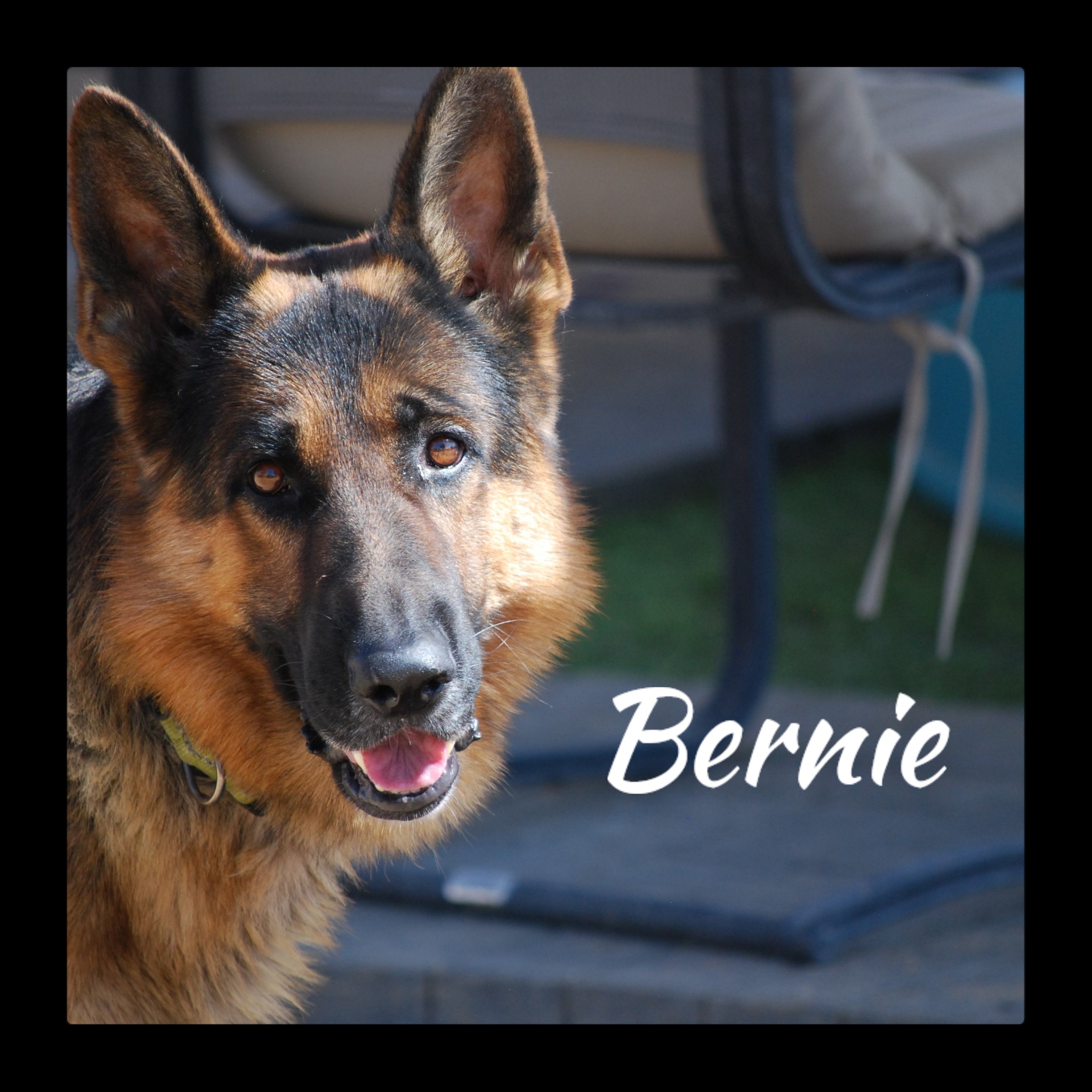 Bernard, an adoptable German Shepherd Dog in Glendale, AZ, 85308 | Photo Image 1