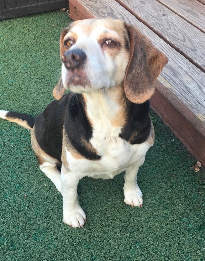 tess, a Beagle Mix in Yucca Valley, CA 