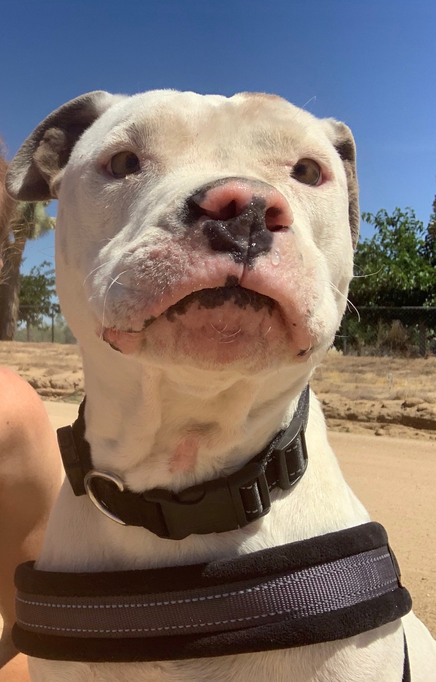 CHAMPION, an adoptable Boxer, Mixed Breed in Yucca Valley, CA, 92286 | Photo Image 3
