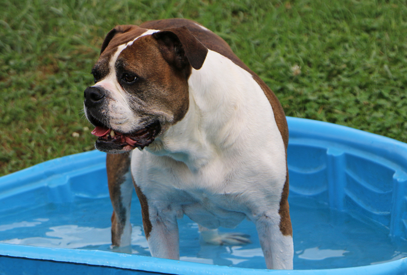 Avis, an adoptable Boxer, Mixed Breed in Charles Town, WV, 25414 | Photo Image 2