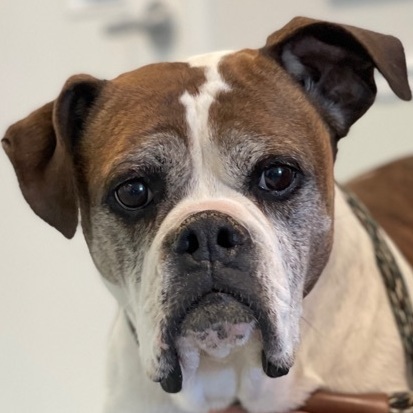 Avis, an adoptable Boxer, Mixed Breed in Charles Town, WV, 25414 | Photo Image 1