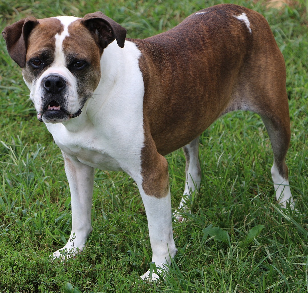 Avis, an adoptable Boxer, Mixed Breed in Charles Town, WV, 25414 | Photo Image 4