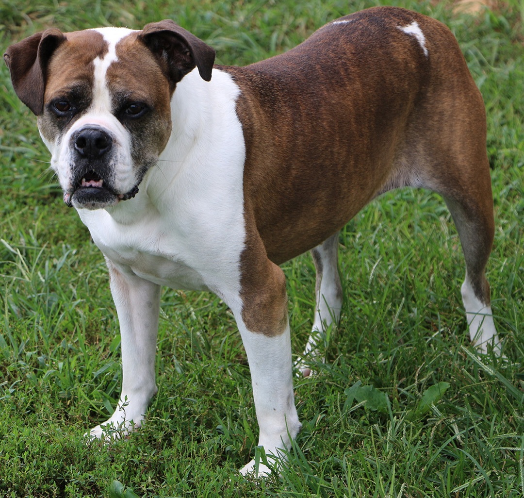 Avis, an adoptable Boxer, Mixed Breed in Charles Town, WV, 25414 | Photo Image 3