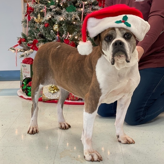 Avis, an adoptable Boxer, Mixed Breed in Charles Town, WV, 25414 | Photo Image 5