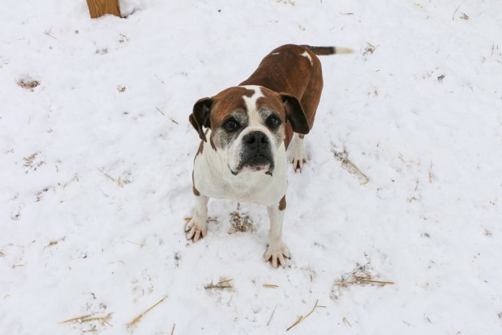 Avis, an adoptable Boxer Mix in Charles Town, WV_image-1