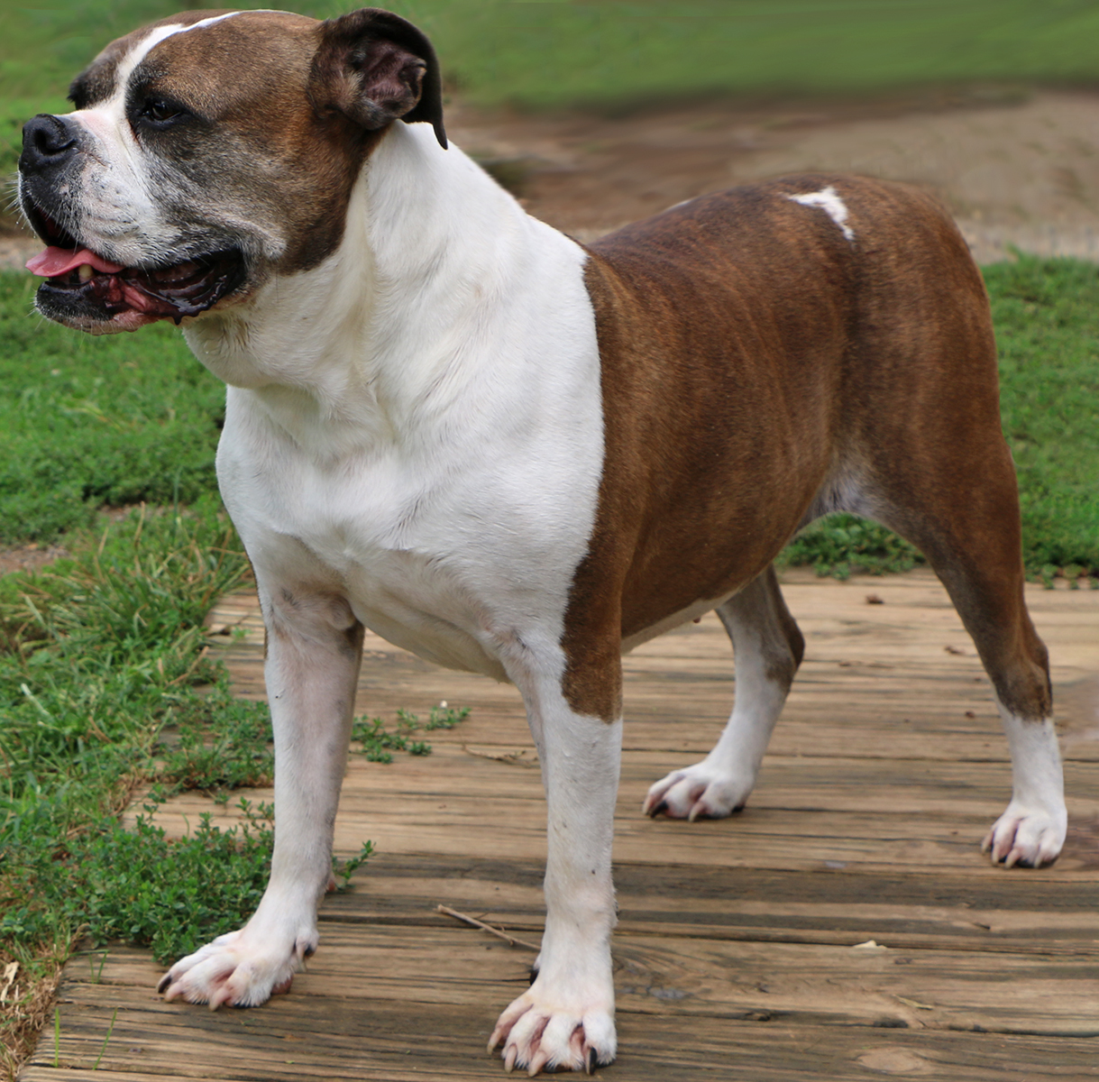 Avis, an adoptable Boxer, Mixed Breed in Charles Town, WV, 25414 | Photo Image 6
