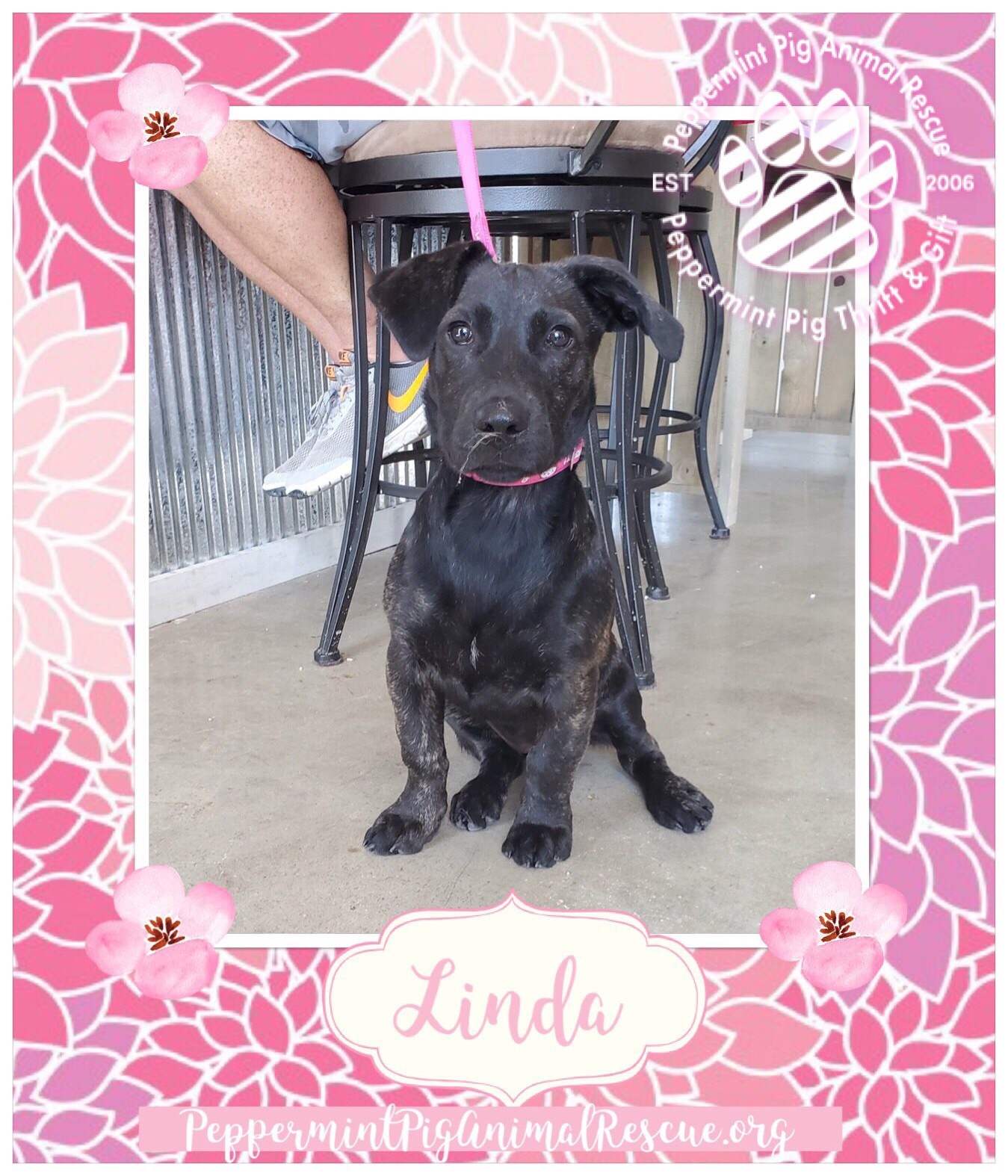 Linda Adoption Pending detail page