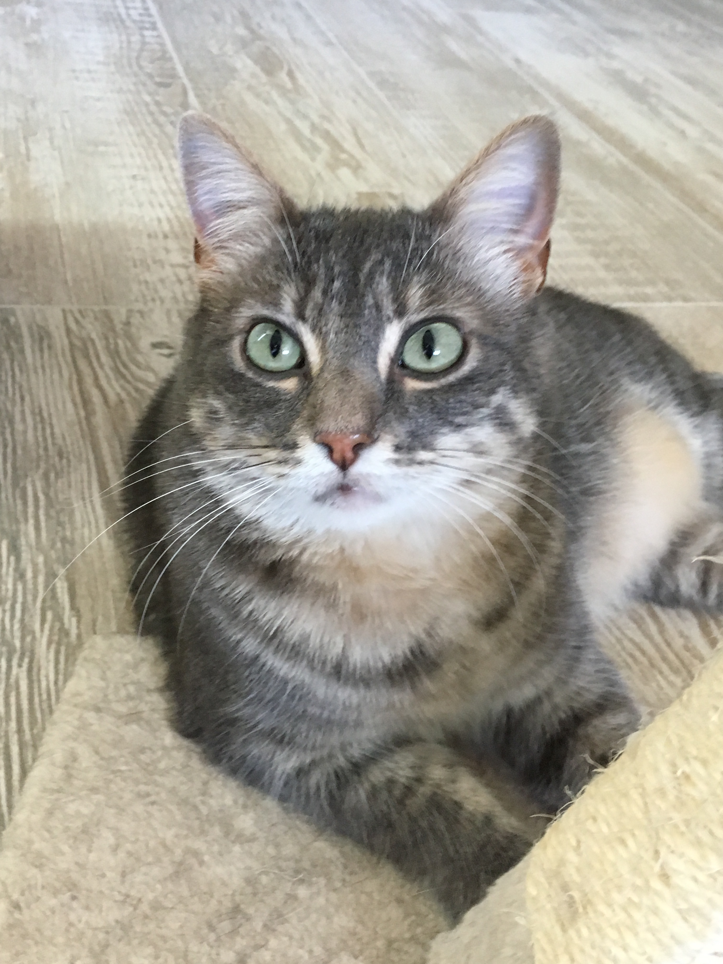 Ellie& Pookister, an adoptable Torbie in La Barge , WY, 83123 | Photo Image 1