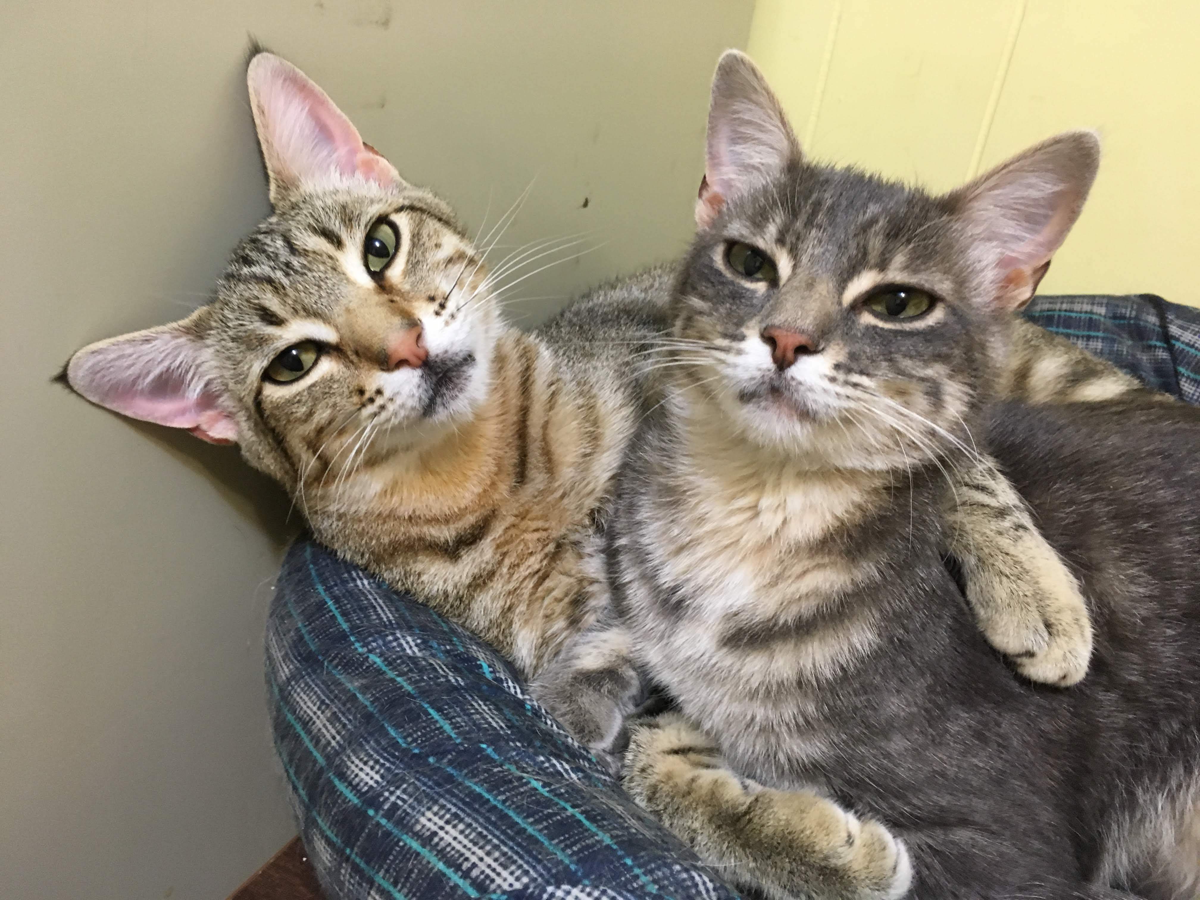 Ellie& Pookister, an adoptable Torbie in La Barge , WY, 83123 | Photo Image 3
