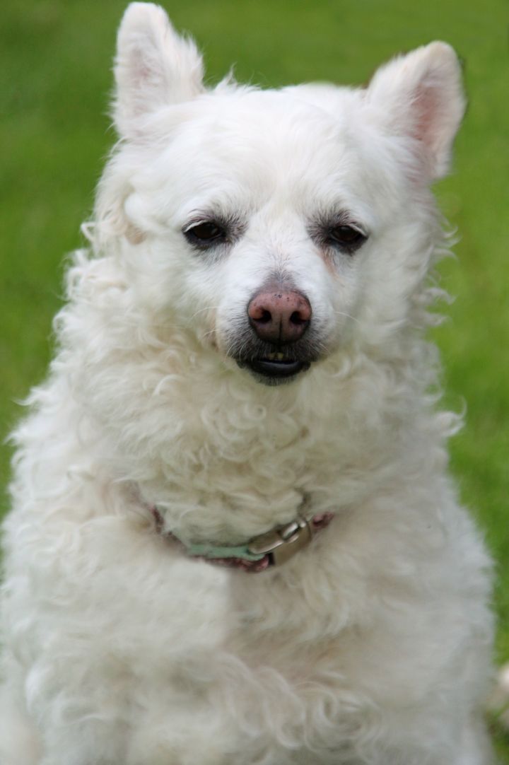 american eskimo pillow