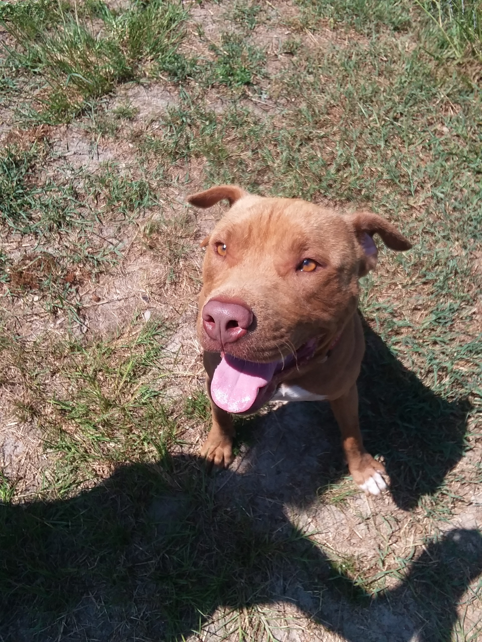 Sid, an adoptable Staffordshire Bull Terrier in Barnwell, SC, 29812 | Photo Image 2