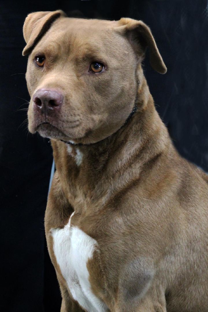 Sid, an adoptable Staffordshire Bull Terrier in Barnwell, SC, 29812 | Photo Image 3