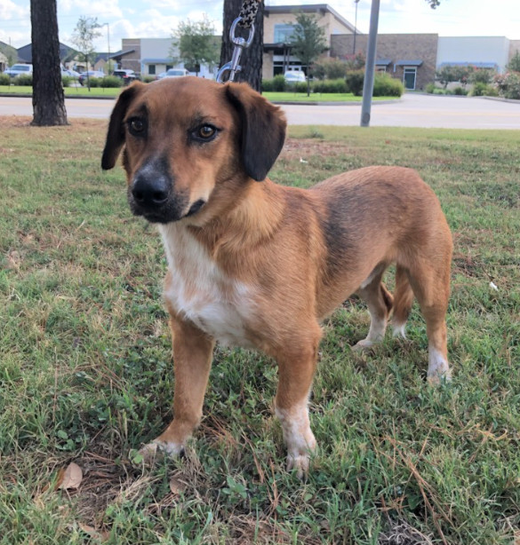 What Does A Cat And Dog Mix Look Like