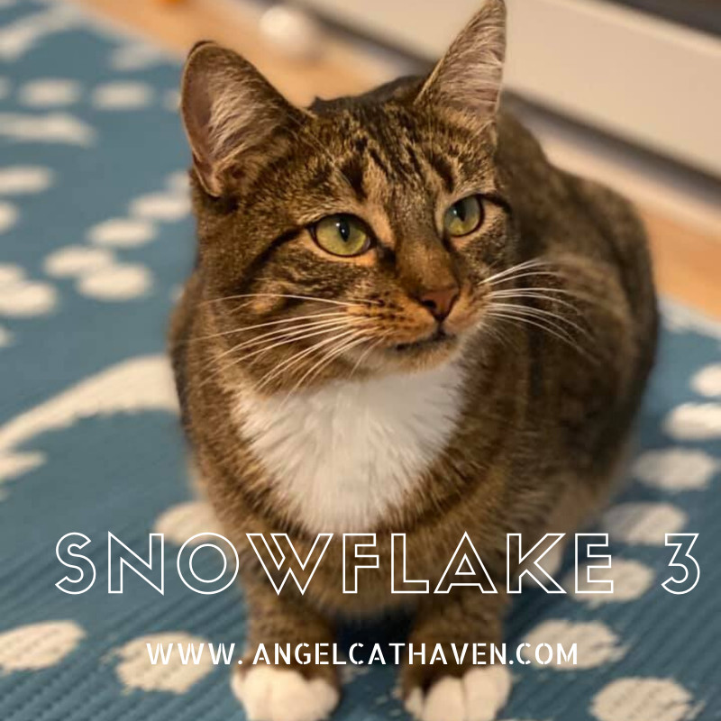 Snowflake 3, an adoptable Domestic Short Hair in Plainville, MA, 02762 | Photo Image 1