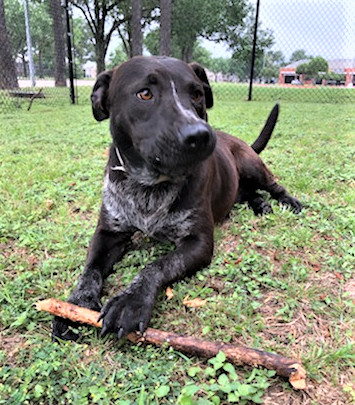 Dog For Adoption Duke An Australian Cattle Dog Blue