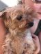 . Little Missy .