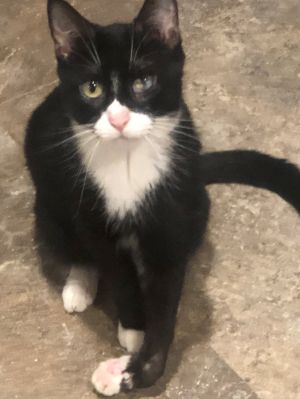 Cat For Adoption Barbie A Domestic Short Hair In Americus Ks