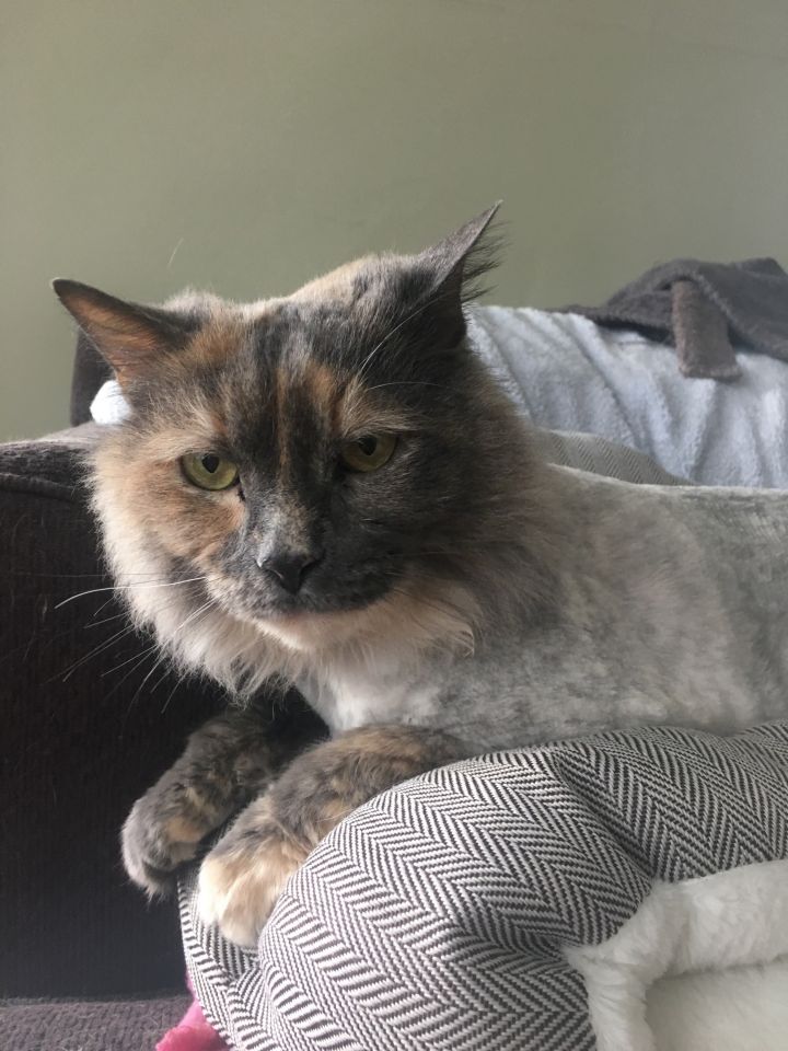 Cat For Adoption Hoda A Domestic Long Hair Dilute