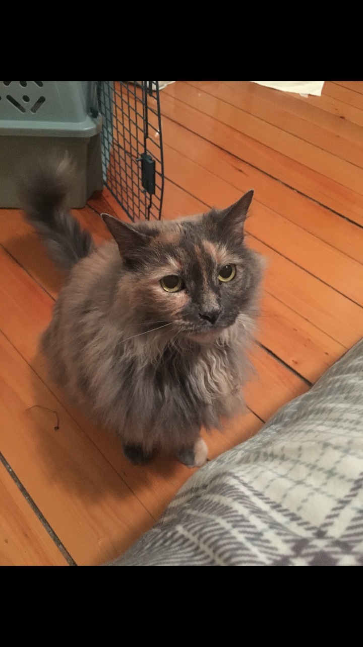 Cat For Adoption Hoda A Domestic Long Hair Dilute