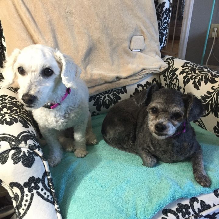 Daisy and Lucy (Bonded Pair) 3