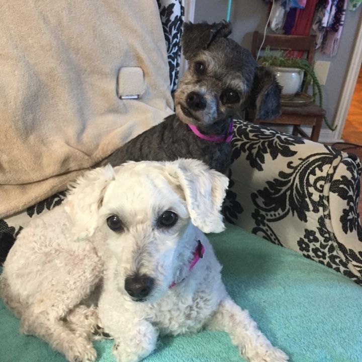 Daisy and Lucy (Bonded Pair) 6