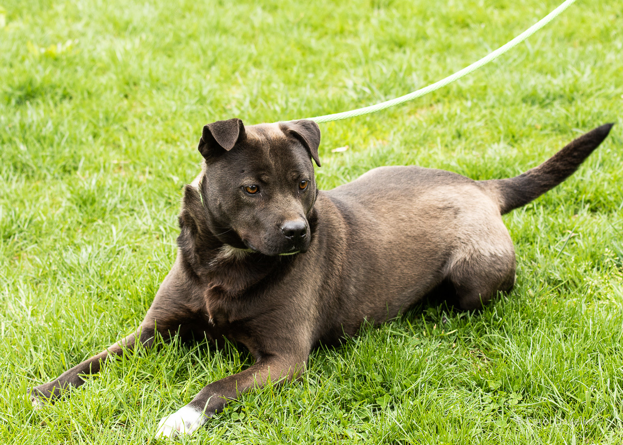 Taylor, an adoptable Labrador Retriever, Pit Bull Terrier in Silver Spring, MD, 20918 | Photo Image 1