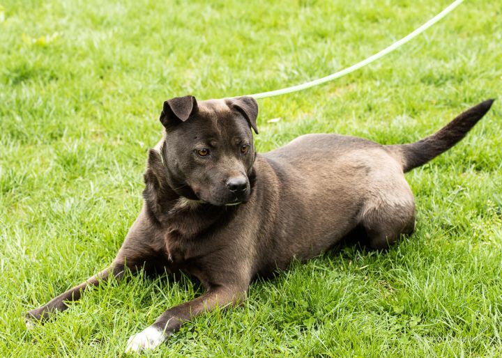 silver pitbull