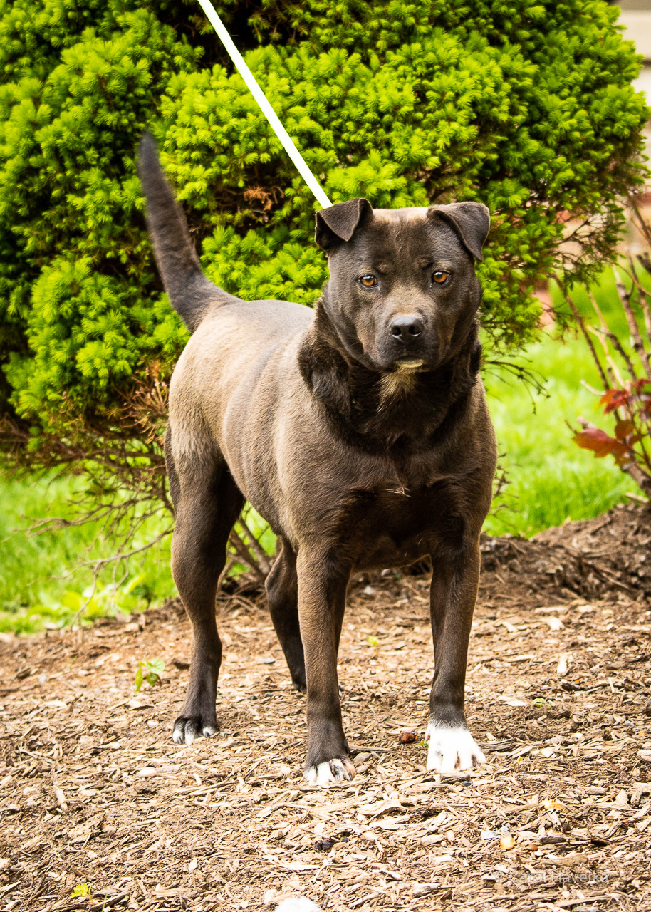 Taylor, an adoptable Labrador Retriever, Pit Bull Terrier in Silver Spring, MD, 20918 | Photo Image 2