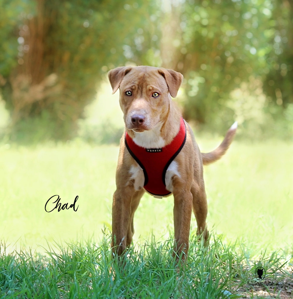 CHAD, an adoptable Labrador Retriever in Lubbock, TX, 79407 | Photo Image 1
