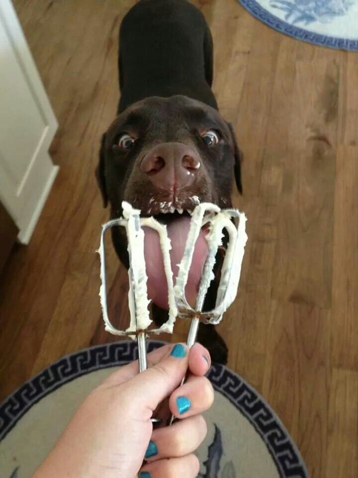 8 Chocolate Labs in Care--not available.  Check back for details on specific labs with a name.  We need foster homes!, an adoptable Chocolate Labrador Retriever in Medina, OH, 44256 | Photo Image 1