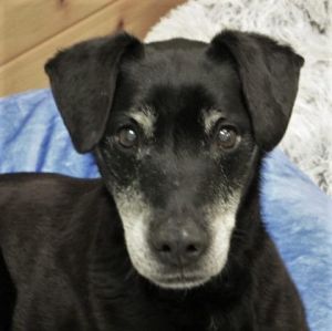 Dog For Adoption Chopper A Terrier Mix In House Springs