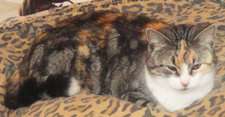 Skylar, an adoptable Calico in Newport Beach, CA, 92658 | Photo Image 2