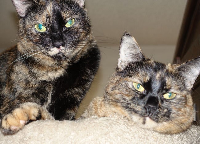 Vienna & Mocha, an adoptable Tortoiseshell, Domestic Short Hair in Newport Beach, CA, 92658 | Photo Image 1