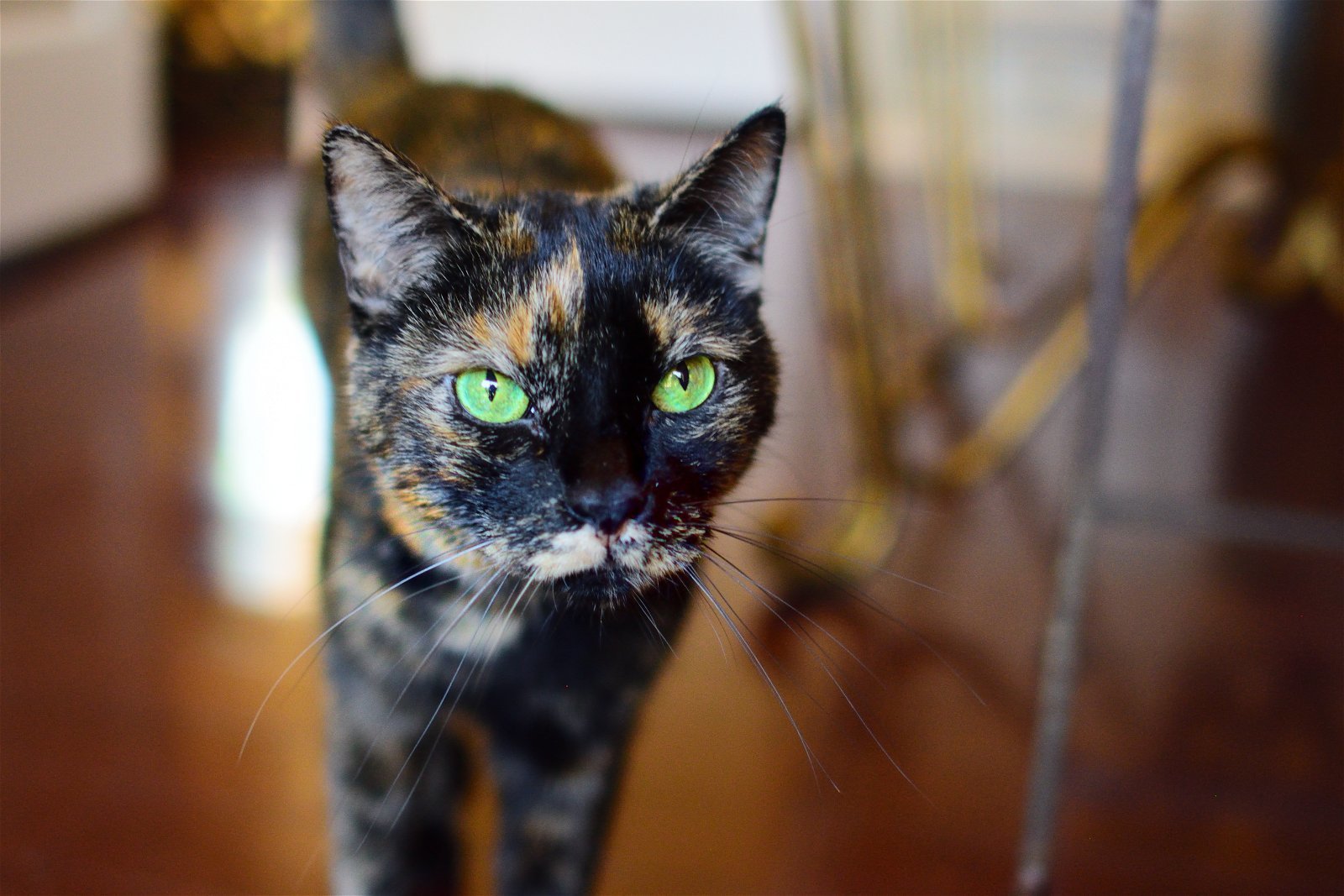 Vienna & Mocha, an adoptable Tortoiseshell, Domestic Short Hair in Newport Beach, CA, 92658 | Photo Image 2