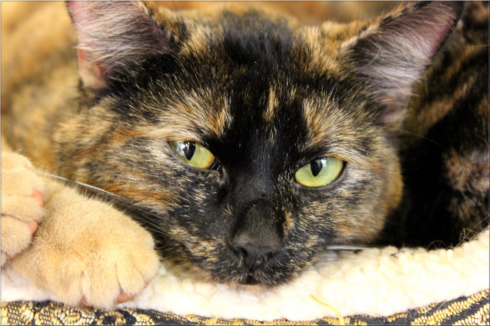 Vienna & Mocha, an adoptable Tortoiseshell, Domestic Short Hair in Newport Beach, CA, 92658 | Photo Image 3