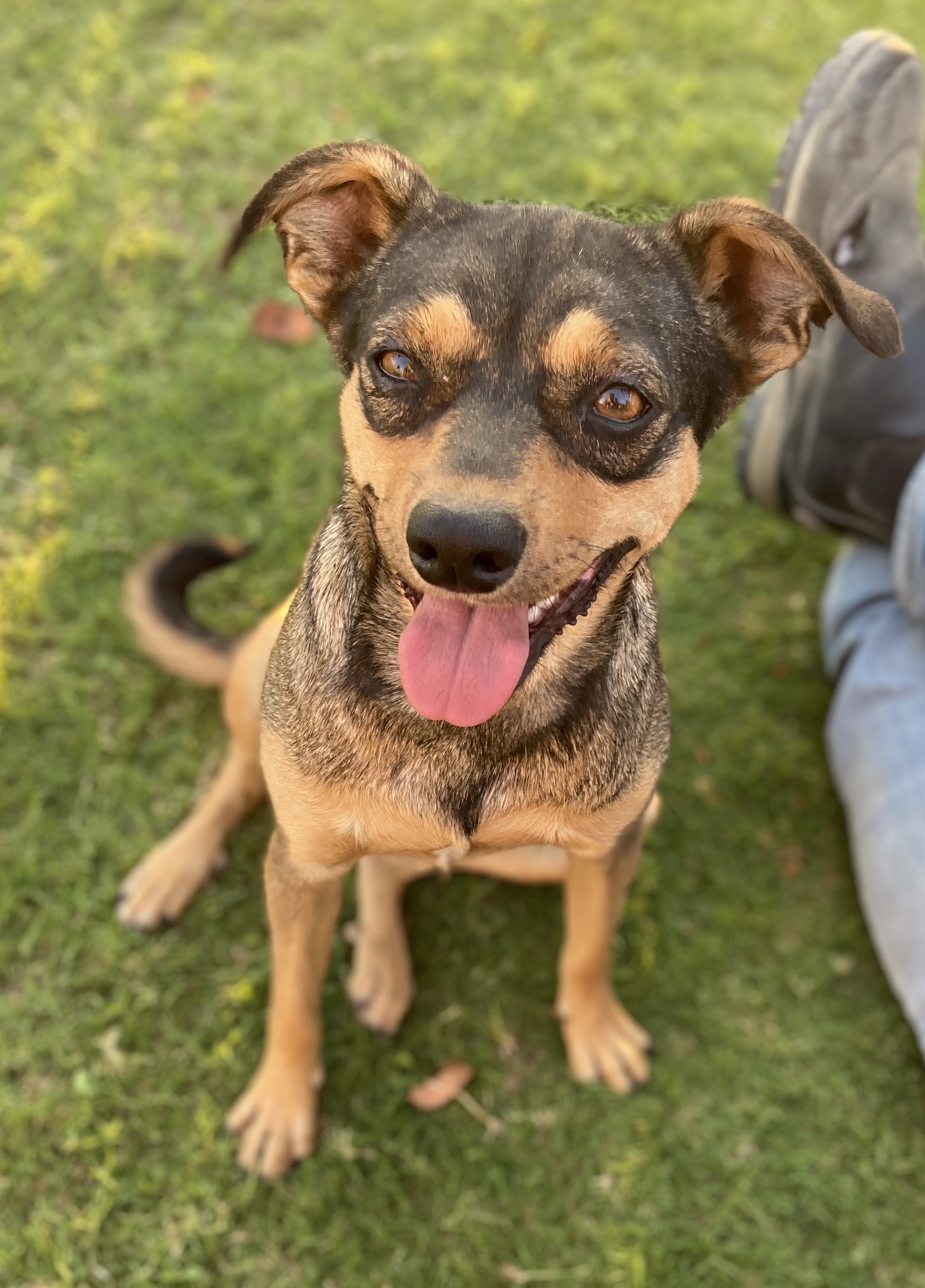 Countess, an adoptable Terrier in San Jose, CA, 95125 | Photo Image 1