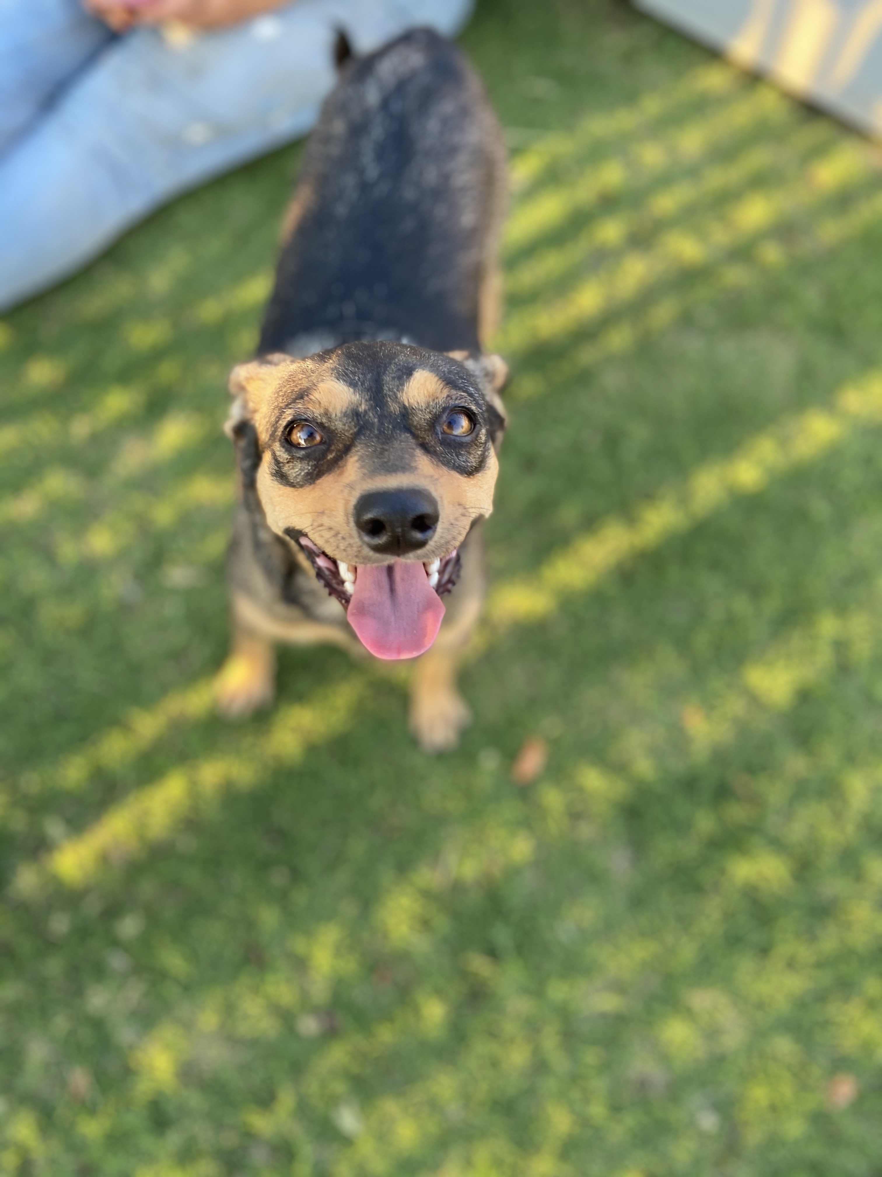 Countess, an adoptable Terrier in San Jose, CA, 95125 | Photo Image 2