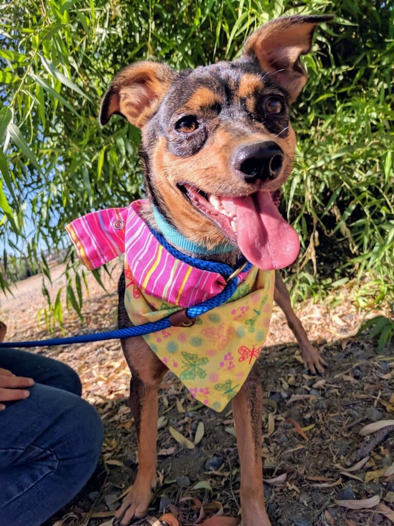 Countess, an adoptable Terrier in San Jose, CA, 95125 | Photo Image 3