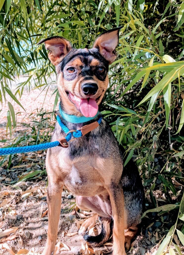 Countess, an adoptable Terrier in San Jose, CA, 95125 | Photo Image 4