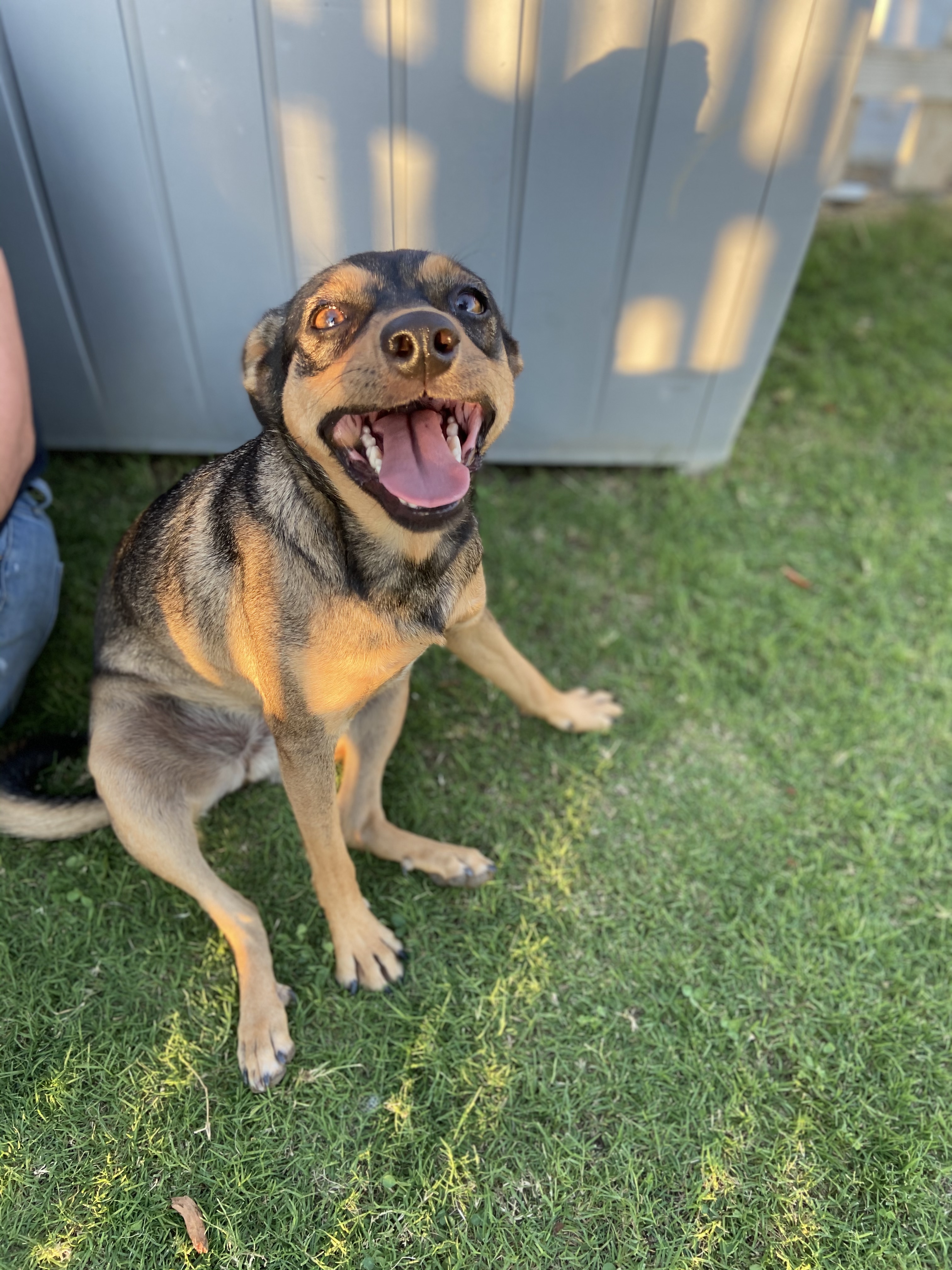 Countess, an adoptable Terrier in San Jose, CA, 95125 | Photo Image 5